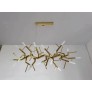 WM2088 ACROPORA