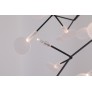 AM1705 HERACLEUM