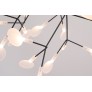 AM1705 HERACLEUM