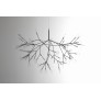 AM1705 HERACLEUM