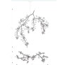 AM1330 BLOSSOM