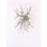 AM2111 DEER TEAR