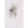 AM2111 DEER TEAR