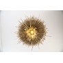 AM80723 URCHIN