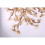 DV3953 ALMOND