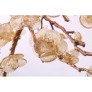 DV3953 ALMOND