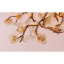 DV3953 ALMOND