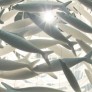WM2710 SHOAL