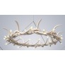 AM1801 ANTLER HALO RESIN