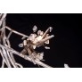 DV5623 BLOOM VIVANT
