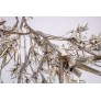 DV5623 BLOOM VIVANT