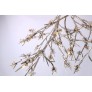 DV5623 BLOOM VIVANT