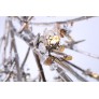 DV5623 BLOOM VIVANT