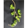 IQ2256 LEAVES WITH GRAPES