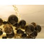 IQ2496 BUBBLE RING