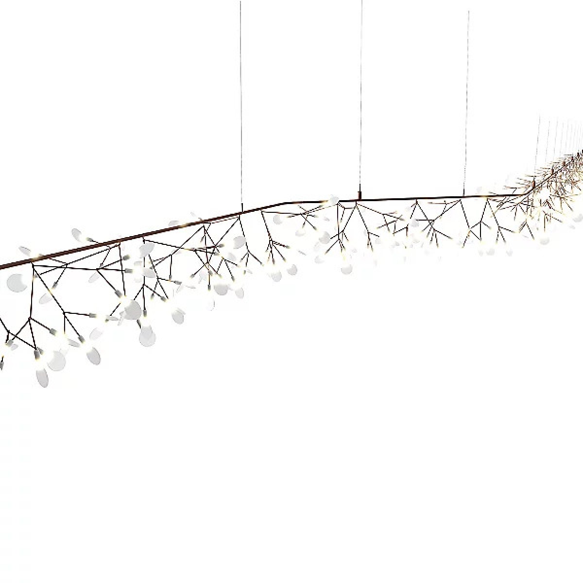 QZ2121 HERACLEUM