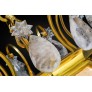 IQ2198 ORMOLU