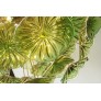 WM2120 FIORE VERDE