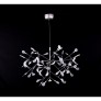 AM1705 HERACLEUM