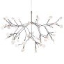 AM1705 HERACLEUM
