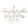 AM1705 HERACLEUM