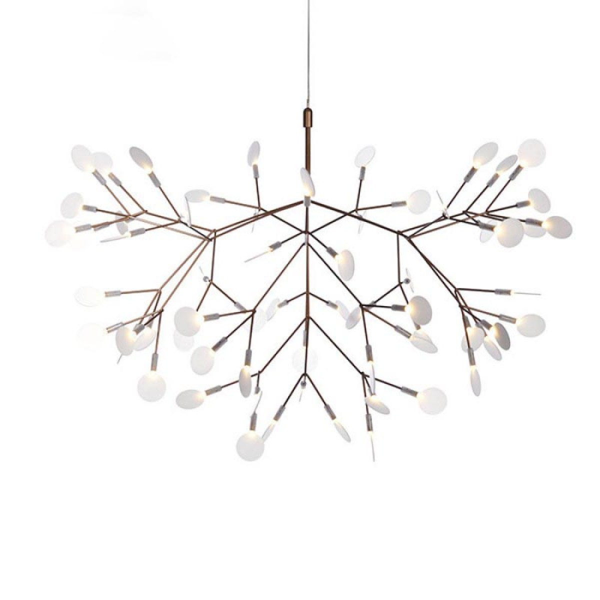 AM1705 HERACLEUM