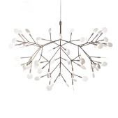 AM1705 HERACLEUM