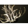 KA1800 LUCITE ANTLERS